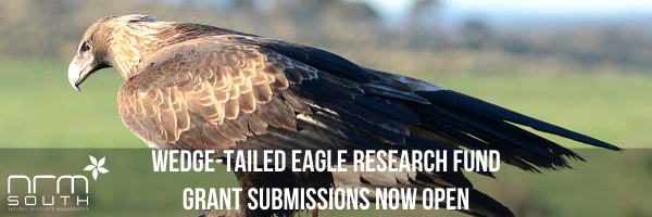 NRMjobs - 20005693 - Tasmanian wedge-tailed eagle Research Fund - 2020 grants round