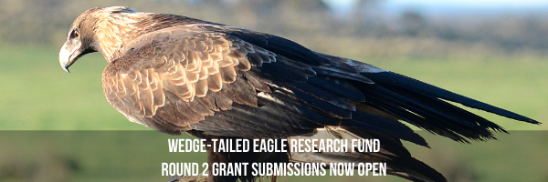 NRMjobs - 20007997 - Tasmanian Wedge-tailed Eagle Research Fund
