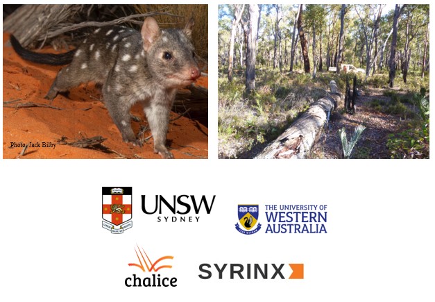 NRMjobs - 20024086 - PhD project opportunity - Ecology of Chuditch in Fragmented & Intact Habitat